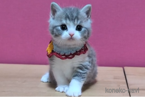 成約済の東京都のスコティッシュフォールド-108540の3枚目